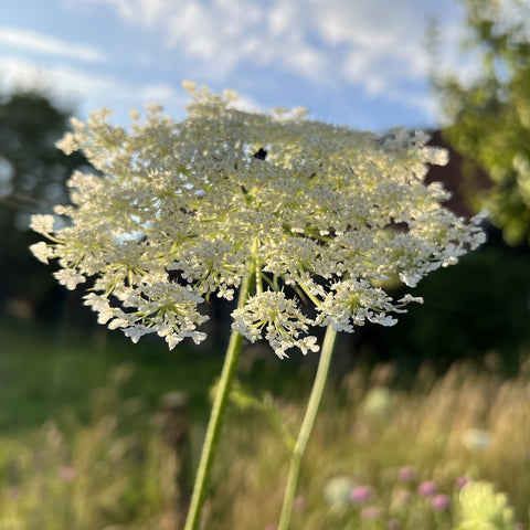 NIEUW Wilde peen (Daucus carota)