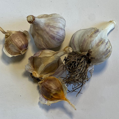 NIEUW Karnut
