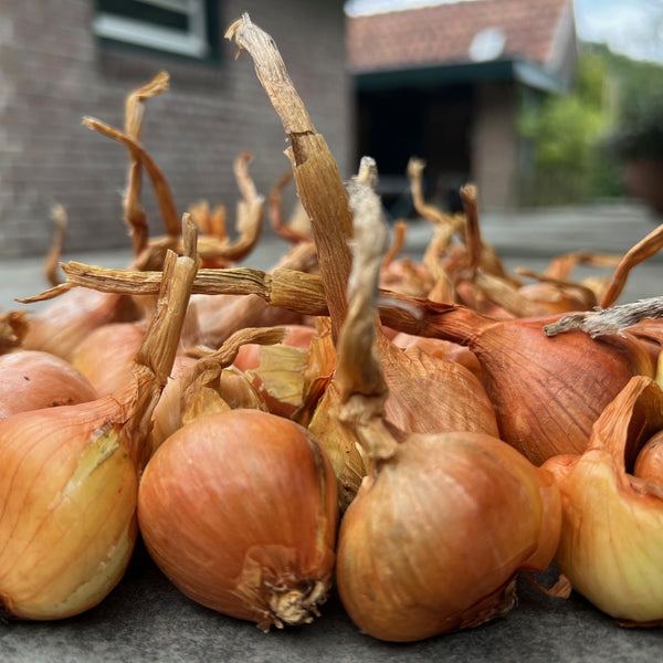NIEUW Aardappel-ui 'Leksand' (Allium Cepa, var. aggregatum)