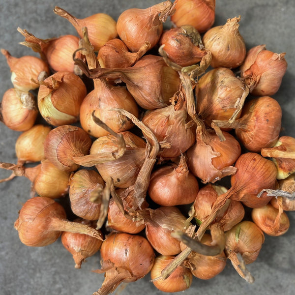 NIEUW Aardappel-ui 'Leksand' (Allium Cepa, var. aggregatum)