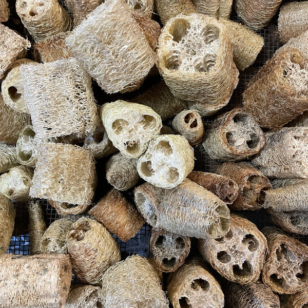 NIEUW Sponskomkommer (Luffa aegyptiaca)