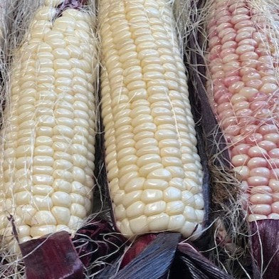NIEUW Maïs 'Martian Jewels (Zea mays subsp. Mays)
