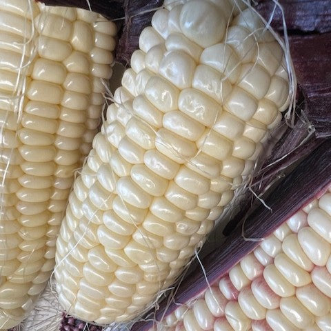 NIEUW Maïs 'Martian Jewels (Zea mays subsp. Mays)