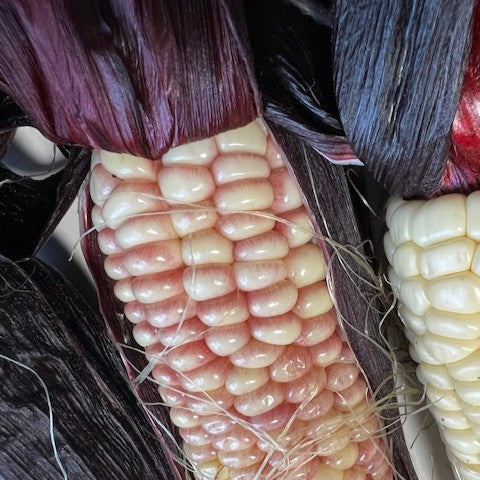 NIEUW Maïs 'Martian Jewels (Zea mays subsp. Mays)