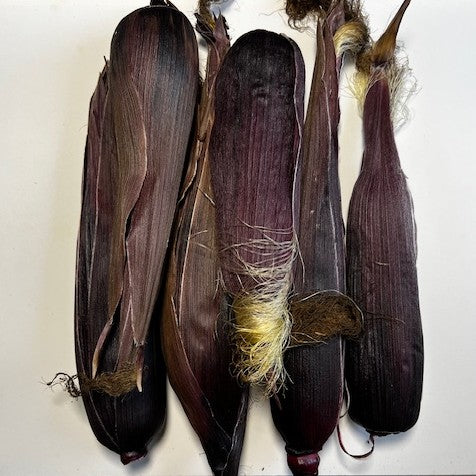 NIEUW Maïs 'Martian Jewels (Zea mays subsp. Mays)