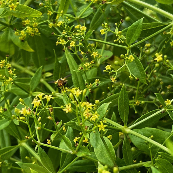 NIEUW Meekrap (Rubia tinctorum)