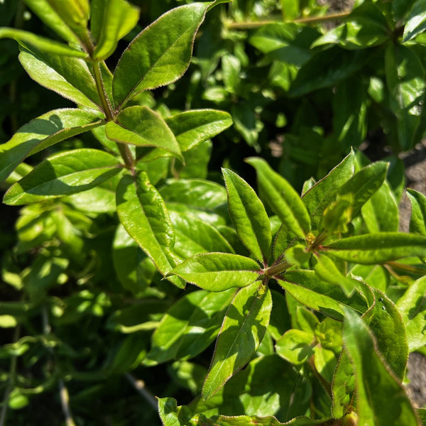 NIEUW Meekrap (Rubia tinctorum)