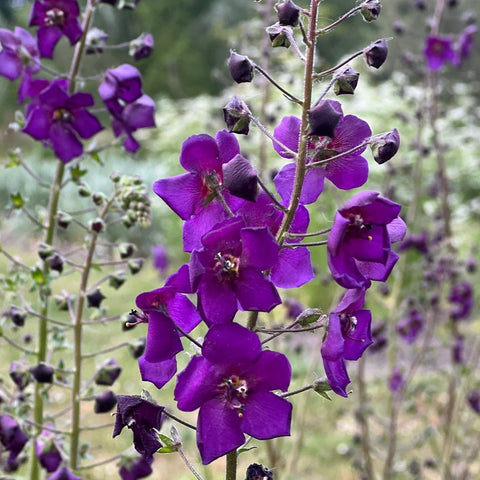 NIEUW Paarse Toorts (Verbascum phoeniceum)