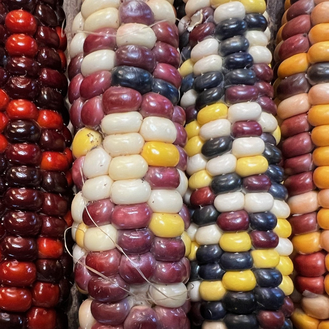 NIEUW Maïs 'Painted Mountain' (Zea mays subsp. Mays)