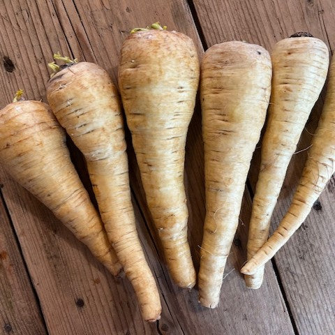 NIEUW Pastinaak (pastinaca sativa)