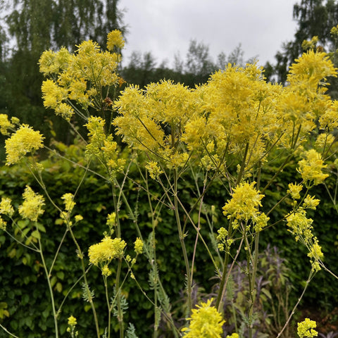 NIEUW Poelruit (Thalictrum flavum)