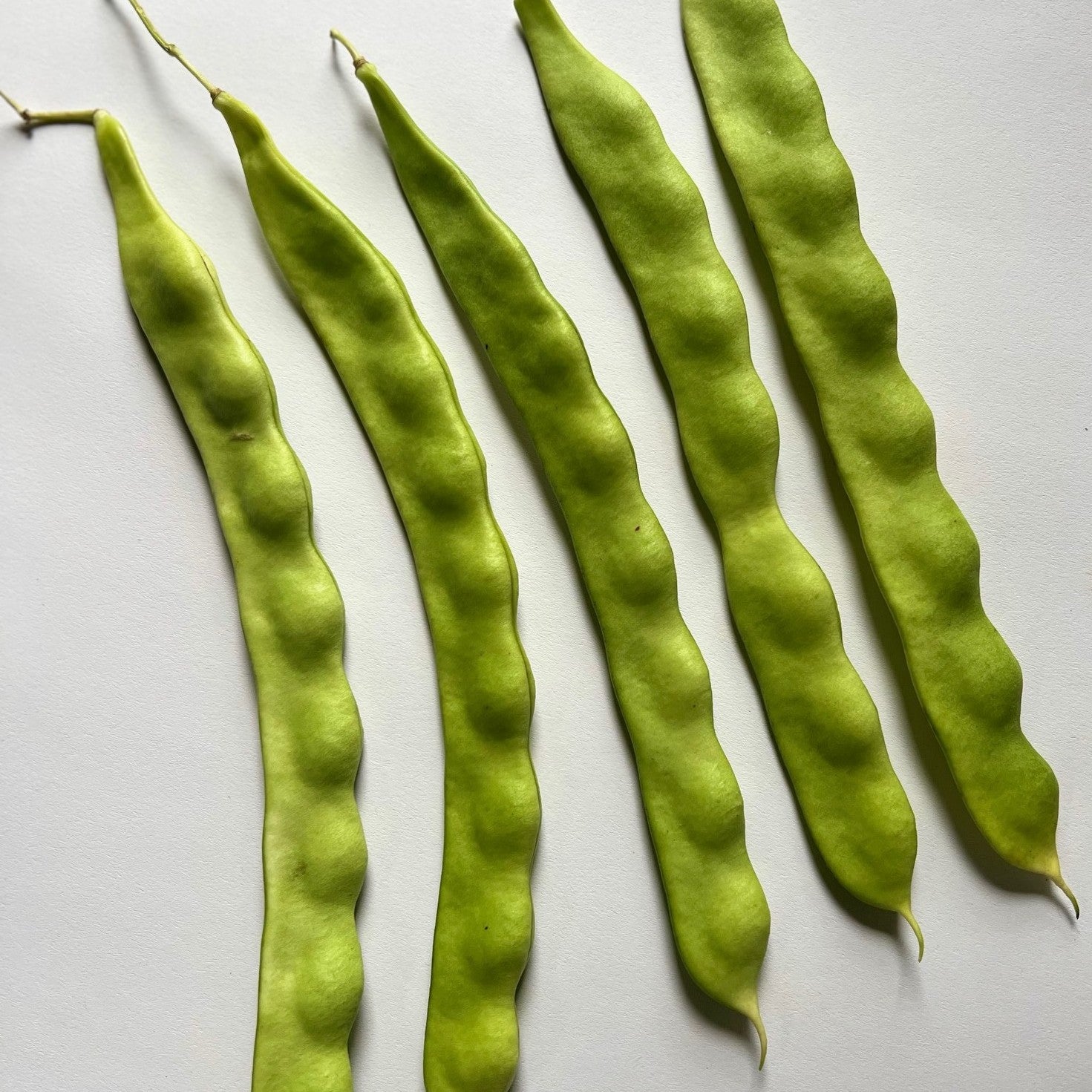 NIEUW Schlachtschwert (Stoksperzieboon)