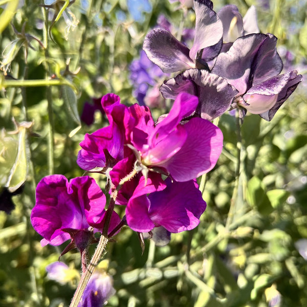 Siererwt mix (Lathyrus odoratus)