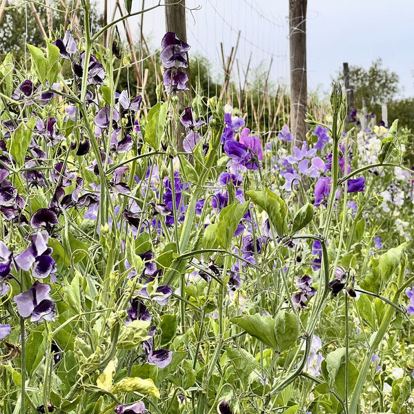 Siererwt mix (Lathyrus odoratus)