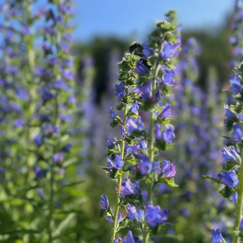 NIEUW Slangenkruid (Echium vulgare)