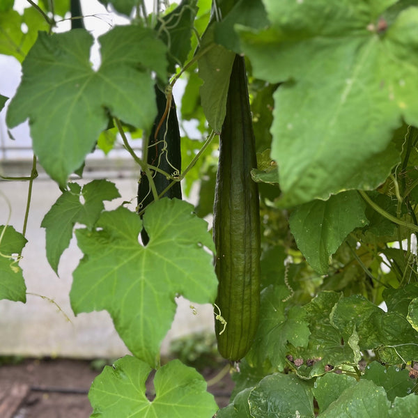 NIEUW Sponskomkommer (Luffa aegyptiaca)