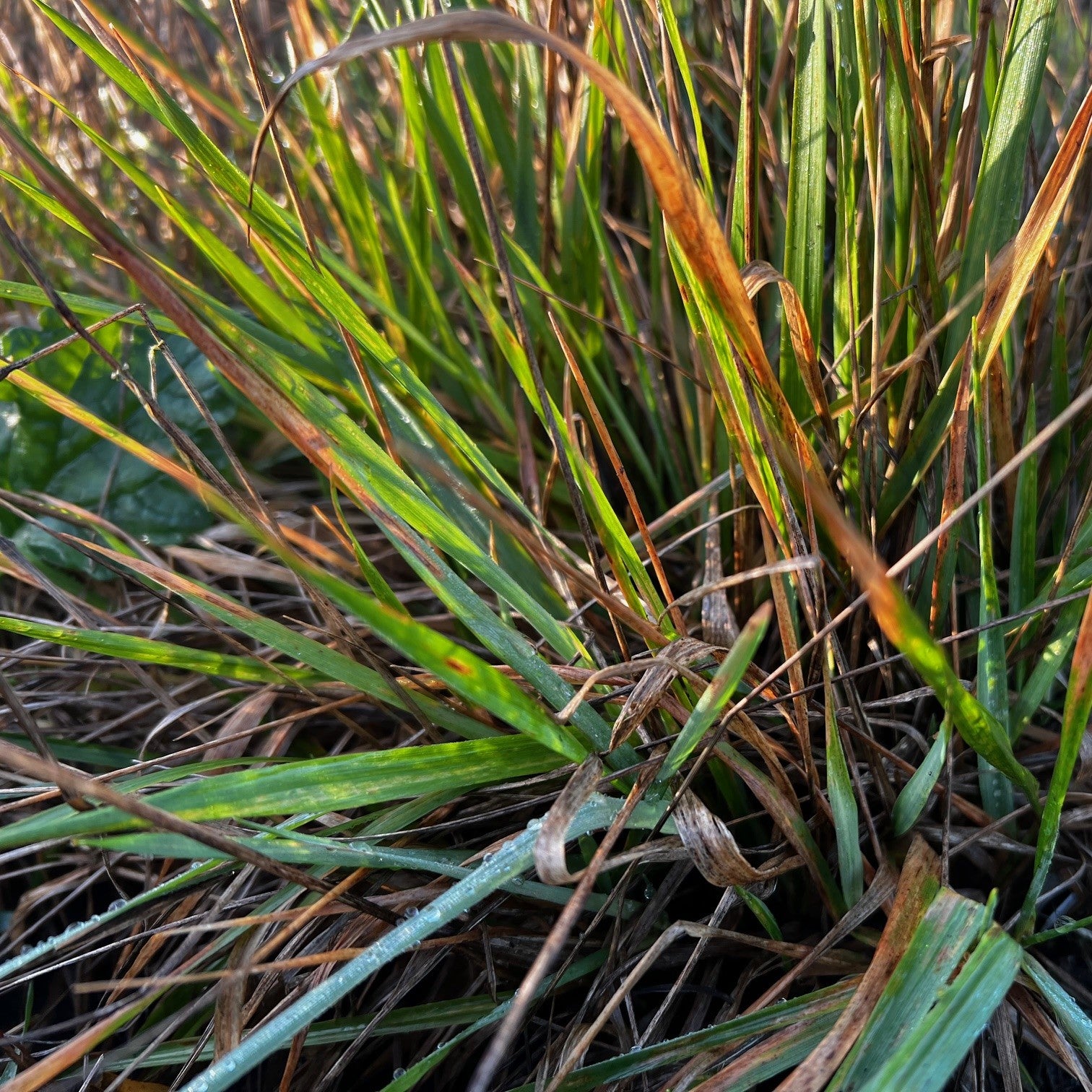 NIEUW Sweetgrass (Hierochloe odorata)