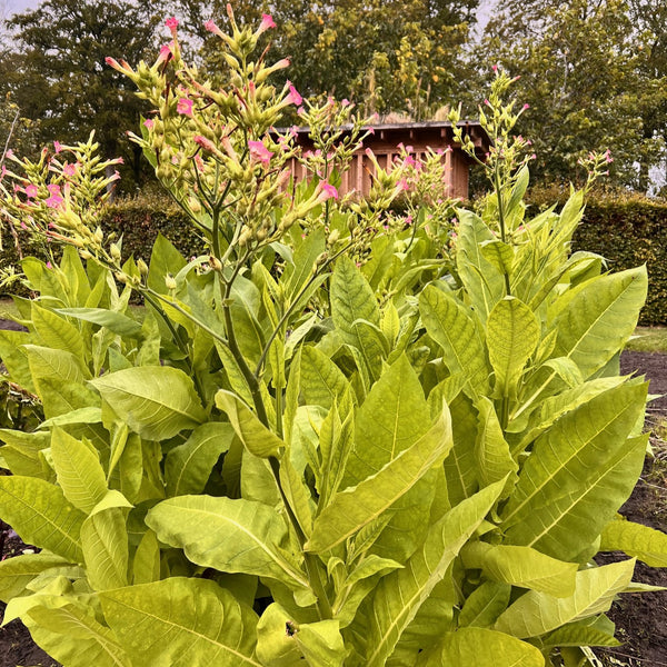 NIEUW Echte tabak (Nicotiana tabacum)