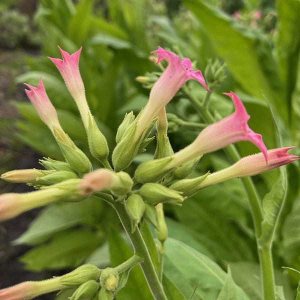 NIEUW Echte tabak (Nicotiana tabacum)