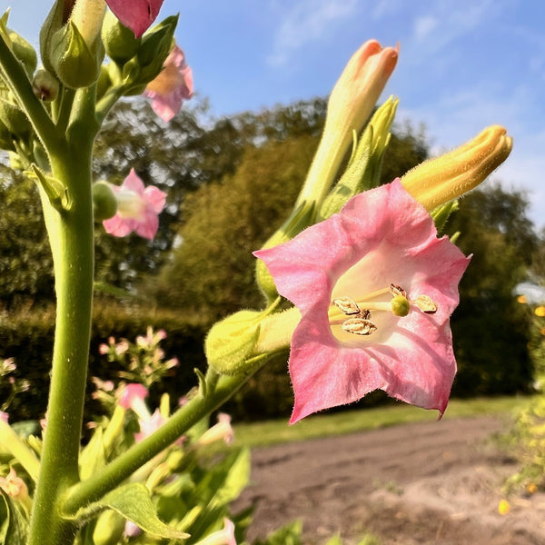 NIEUW Echte tabak (Nicotiana tabacum)