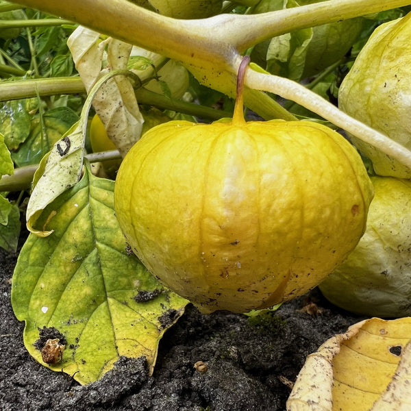 Tomatillo Amarylla (Physalis ixocarpa ‘Amarylla’)
