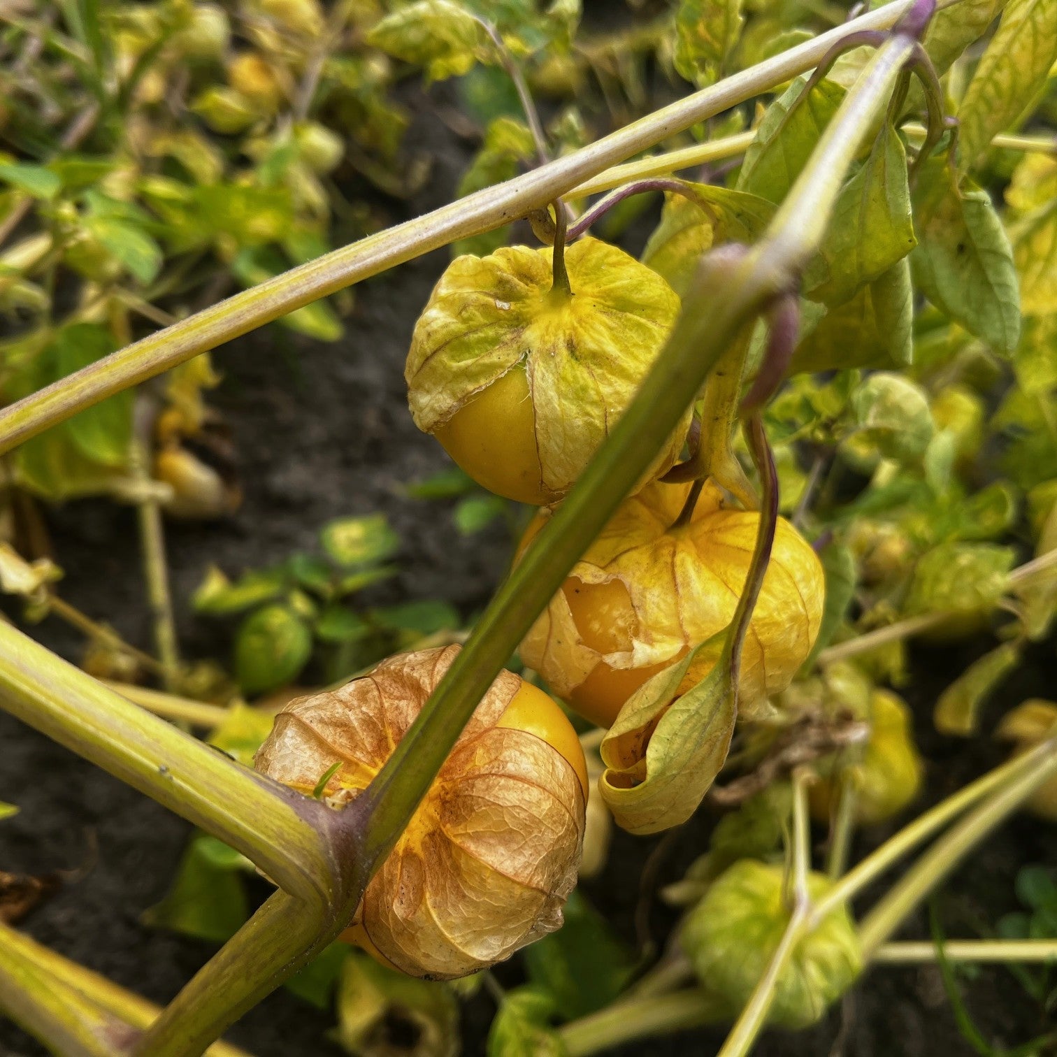 Tomatillo Amarylla (Physalis ixocarpa ‘Amarylla’)