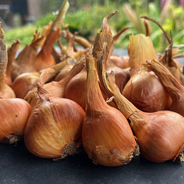 NIEUW Aardappel-ui 'Trulsharad' (Allium Cepa, var. aggregatum)