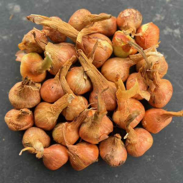 NIEUW Aardappel-ui 'Trulsharad' (Allium Cepa, var. aggregatum)