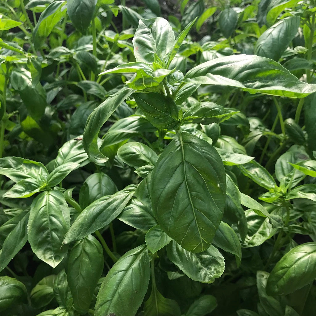 Basilicum ‘Genovese’ (Ocimum basilicum)