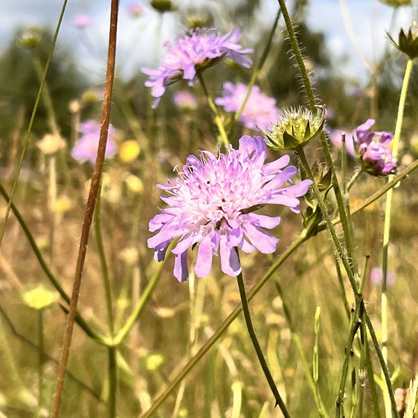 NIEUW Beemdkroon (Knautia arvensis)