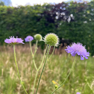 NIEUW Beemdkroon (Knautia arvensis)