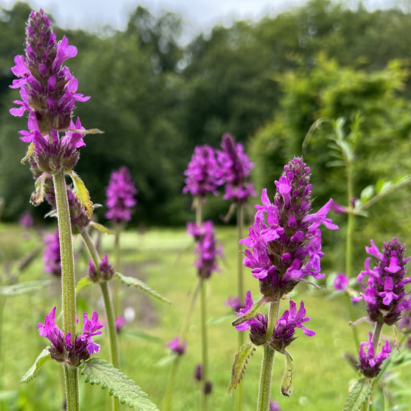 NIEUW Betonie (Stachys officinalis)