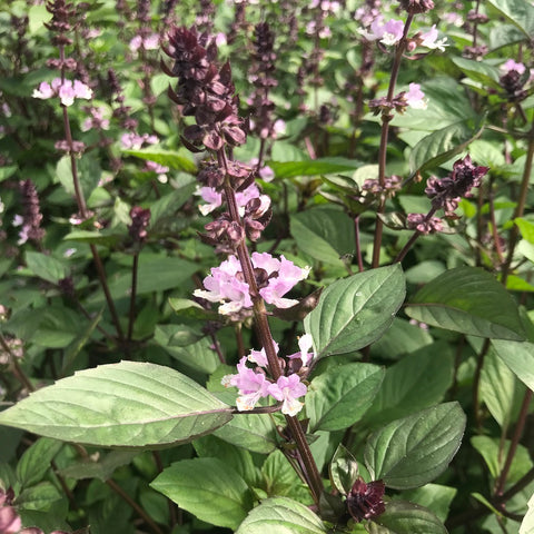 Kaneelbasilicum (Ocimum basilicum var. cinnamin)