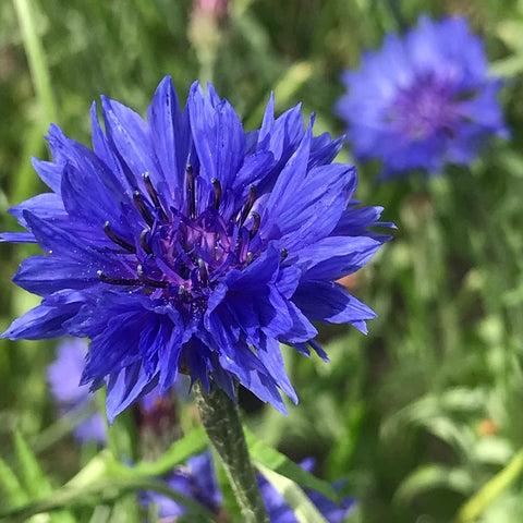 Korenbloem (Centaurea cyanus)