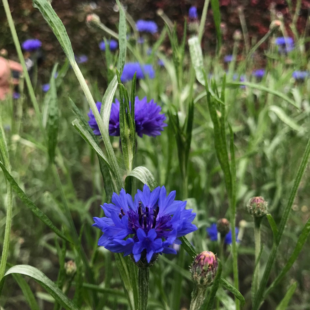 Korenbloem Centaurea Cyanus De Tuinen Van Weldadigheid korenbloem-centaurea-cyanus-de-tuinen-van-weldadigheid