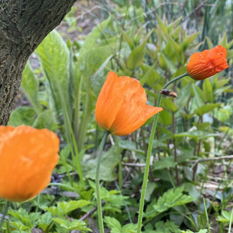 NIEUW Oranje schijnpapaver (Papaver cambricum)