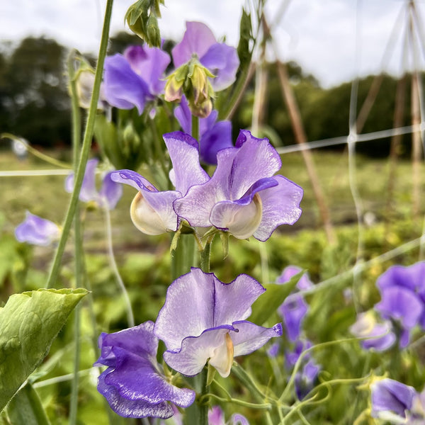 Siererwt mix (Lathyrus odoratus)