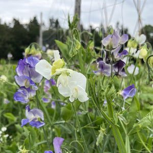 Siererwt mix (Lathyrus odoratus)