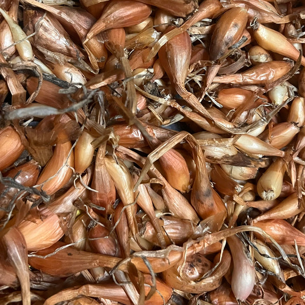 Sint-Jansui (Allium x cornutum)