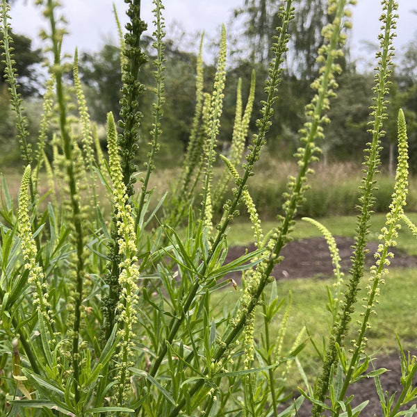 NIEUW Wouw (Reseda luteola)