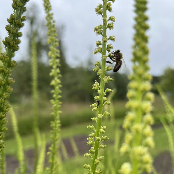 NIEUW Wouw (Reseda luteola)