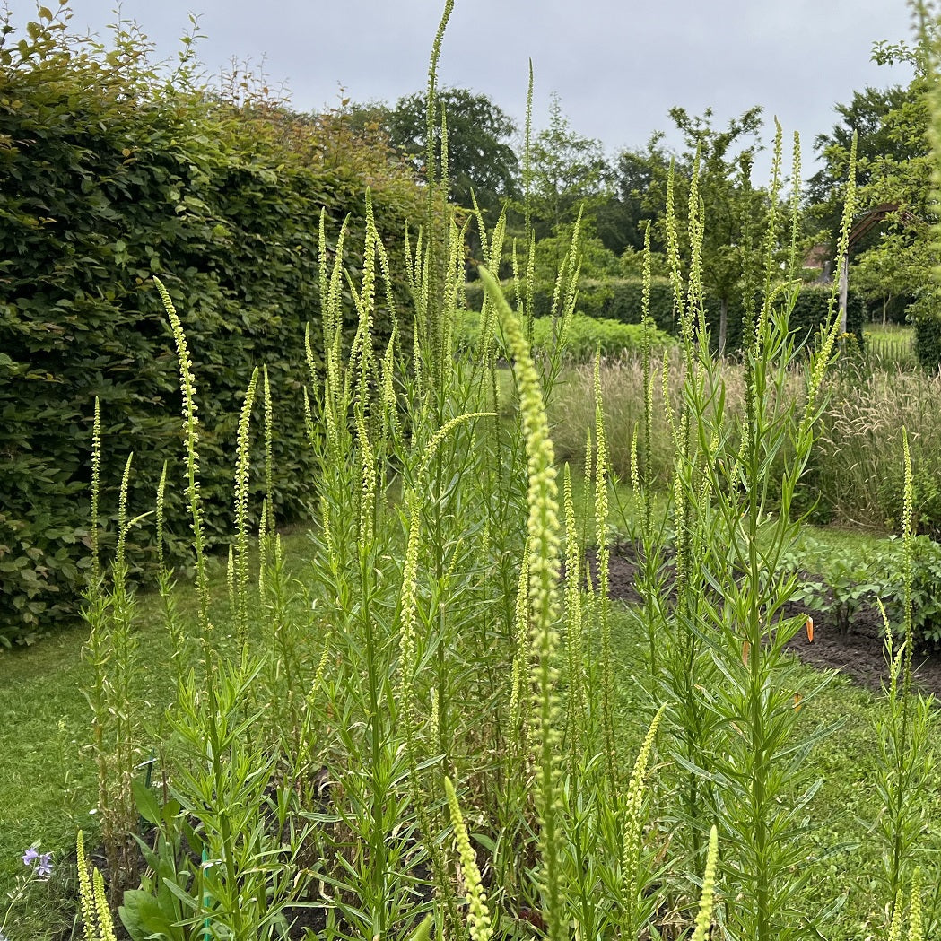 NIEUW Wouw (Reseda luteola)