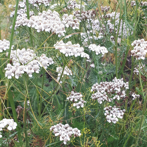 Duizendblad (Achillea millefolium)