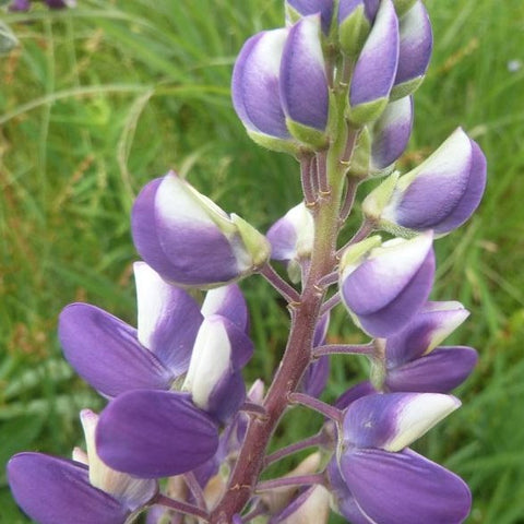 Vaste lupine, paarse mix (Lupinus polyphyllus)