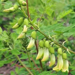 Vlezige hokjespeul  (Astragalus propinquus syn. A. membranaceus)