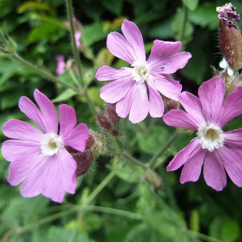 Dagkoekoeksbloem (Silene dioica)