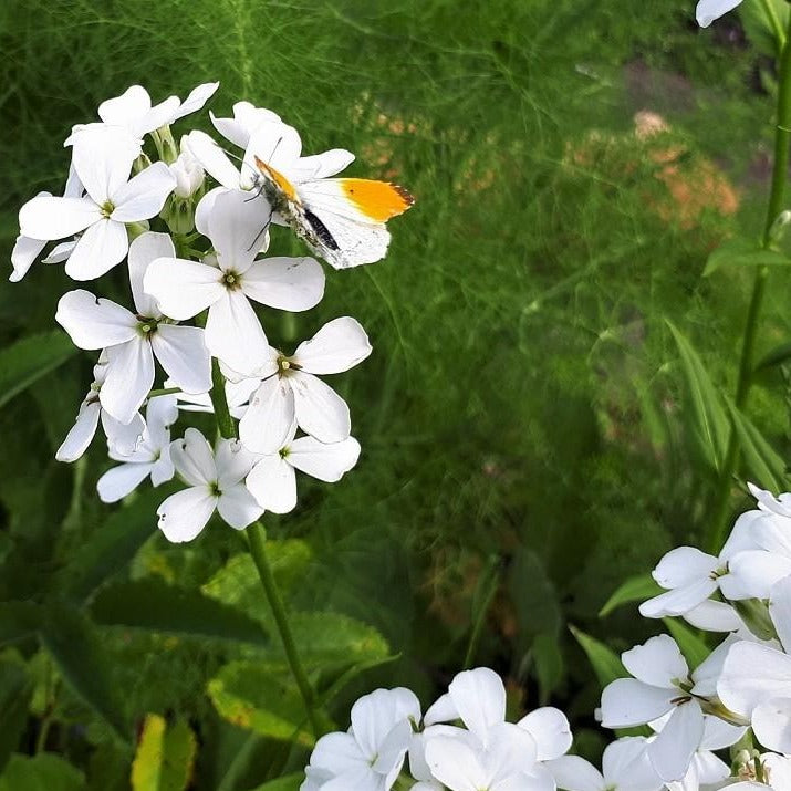 Witte damastbloem (Hesperis matronalis 'Alba')