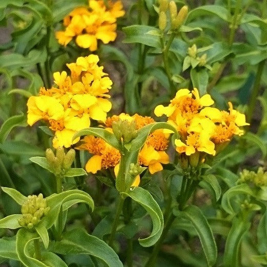 Dragonafrikaantje (Tagetes lucida)