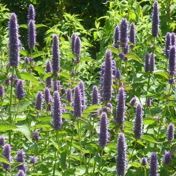 Dropplant (Agastache foeniculum)