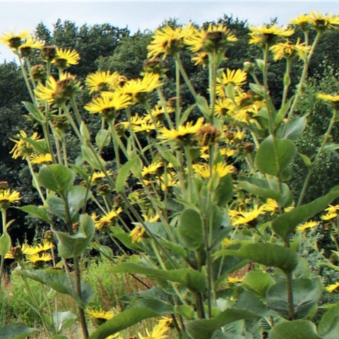 Griekse Alant (Inula helenium)